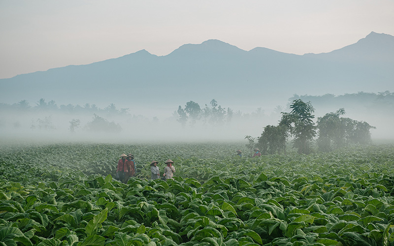 Farmers in tobacco field